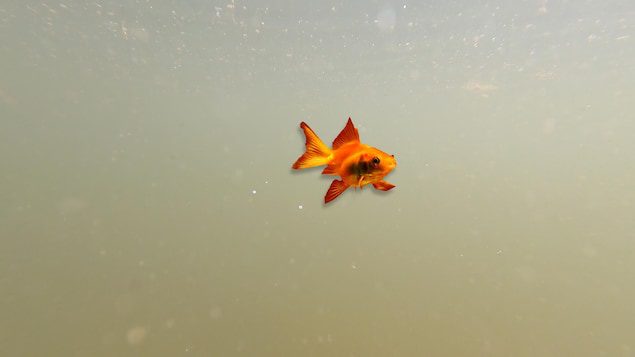 Goldfish in water photo montage.