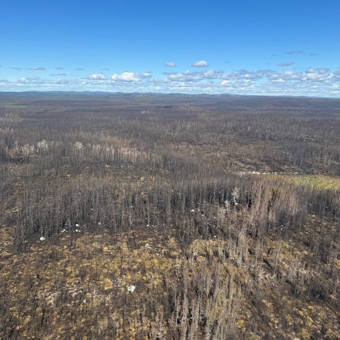 Aerial view of forest.