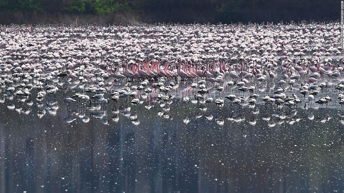 Flamingos flock to locked Mumbai
