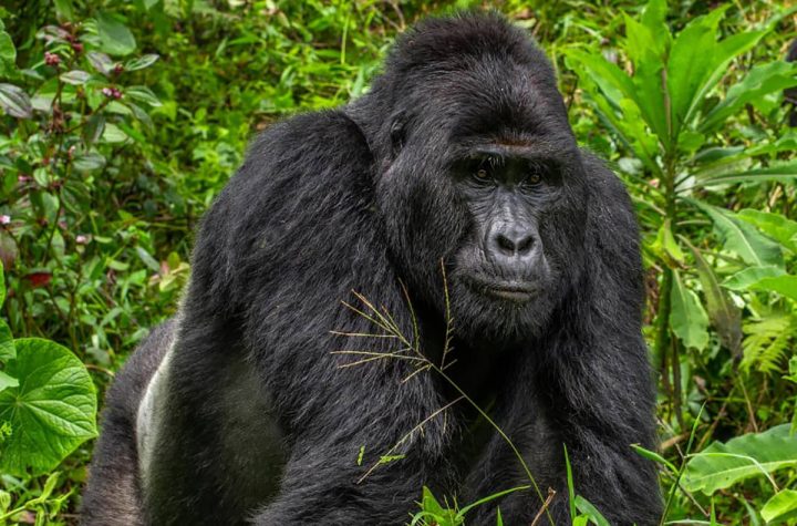 Four men arrested for killing world-famous gorilla in Uganda, Rafiki