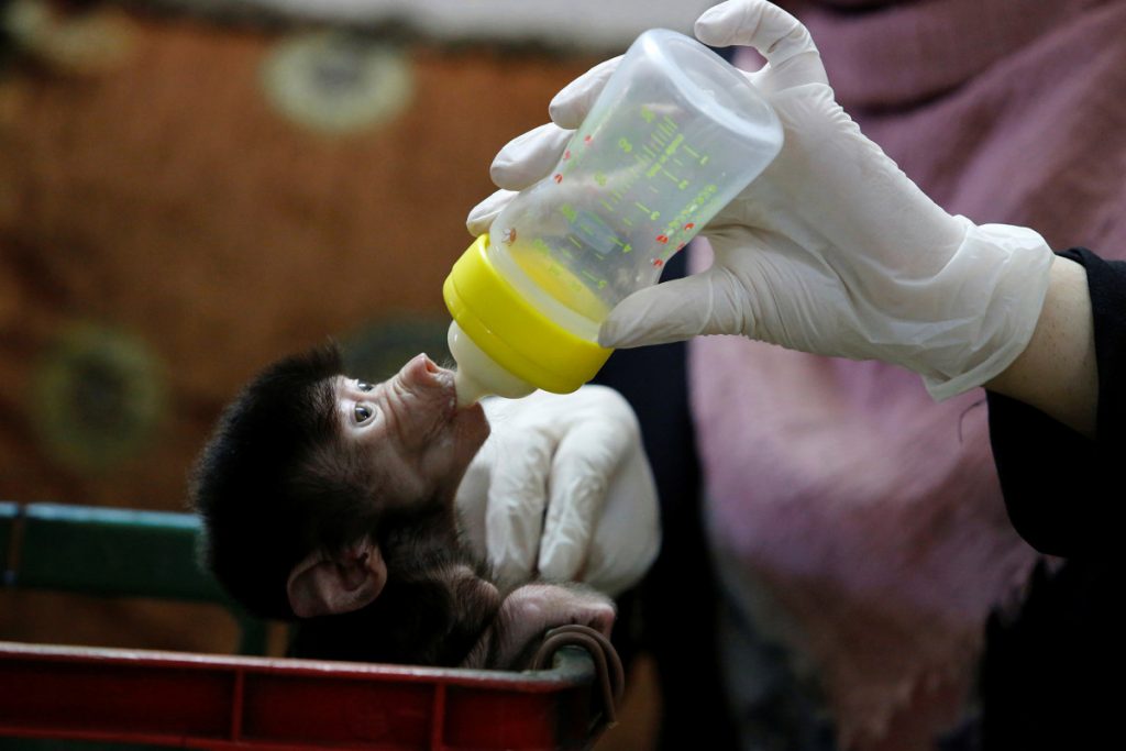 Zoos are experiencing a baby boom amid coronavirus lockdowns