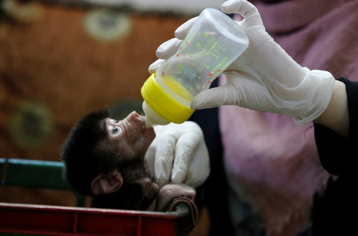 Zoos are experiencing a baby boom amid coronavirus lockdowns