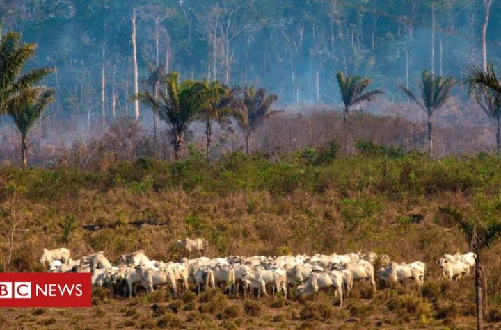 Amazon soya and beef exports 'linked to deforestation'