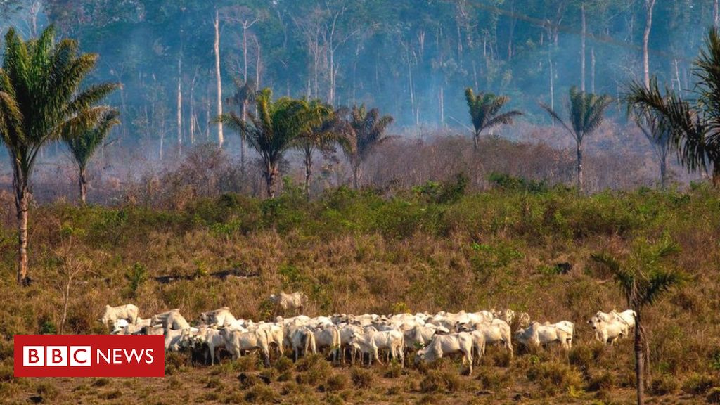 Amazon soya and beef exports 'linked to deforestation'