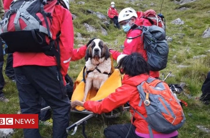Scafell Pike: Tables turned as St Bernard needs mountain rescue