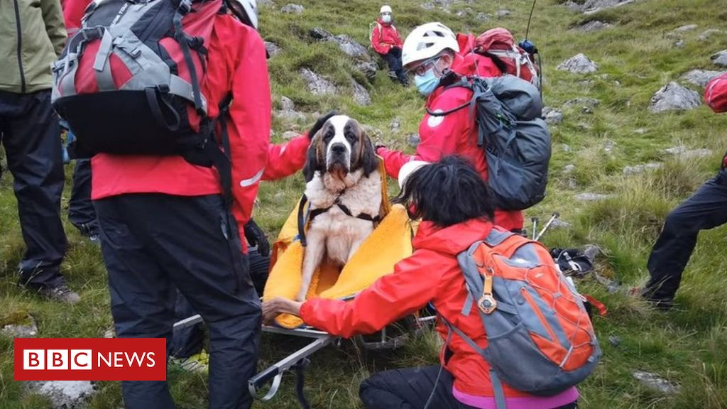 Scafell Pike: Tables turned as St Bernard needs mountain rescue