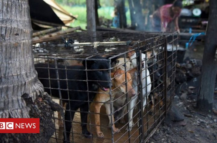 Dog meat: First Cambodian province bans sale and consumption