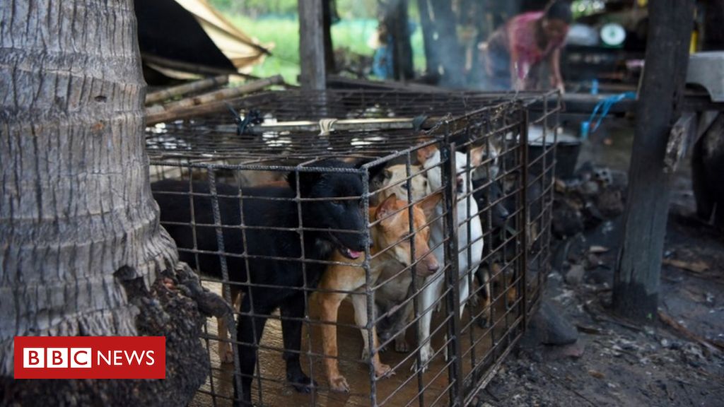 Dog meat: First Cambodian province bans sale and consumption