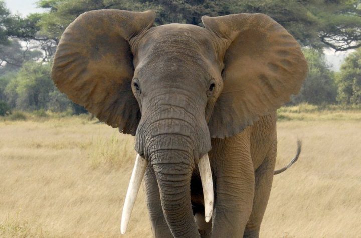 Hundreds of elephants found dead in Botswana