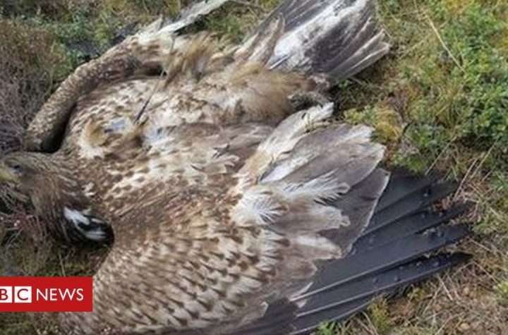 Rare sea eagle found dead in Aberdeenshire had been poisoned