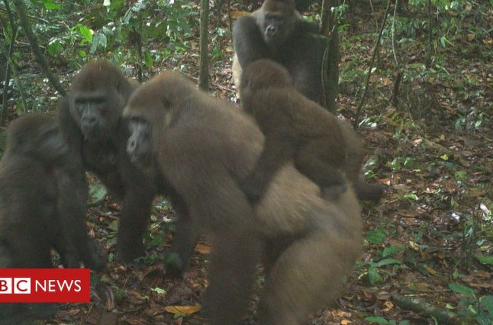 World's rarest great ape pictured with babies