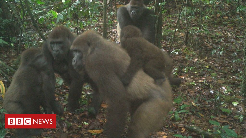 World's rarest great ape pictured with babies