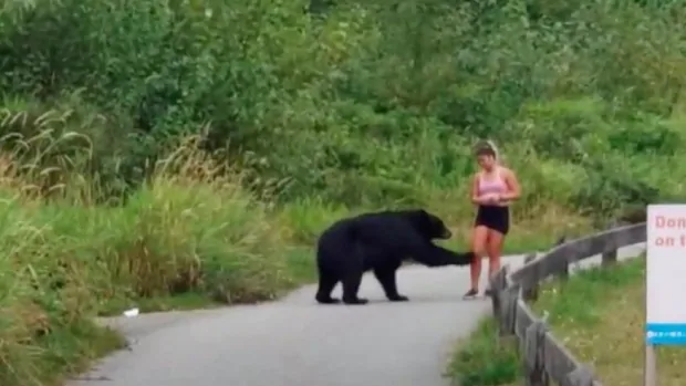 Black bear filmed on popular Coquitlam trail taking a swipe at runner