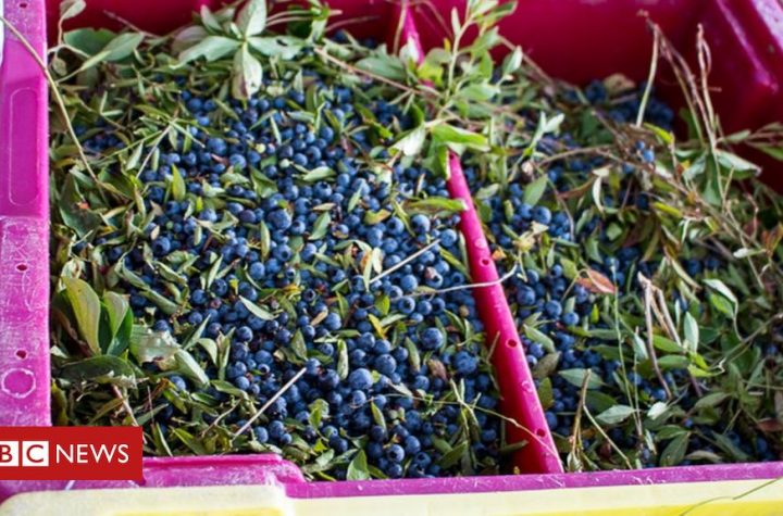 Blueberry farmers warn of 'disaster' crop