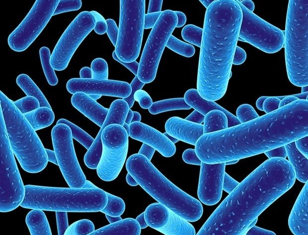 Researchers discover how gut bacteria help the immune system to battle cancerous tumors