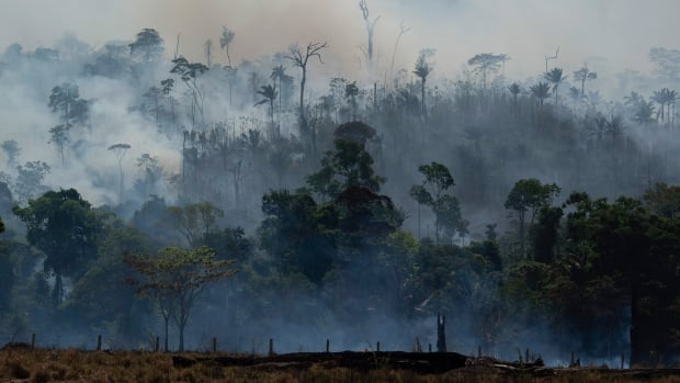 Fed pulls out of trade talks with Brazil over Amazon deforestation
