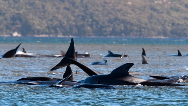 Hundreds of pilot whales die in record mass stranding in Australia