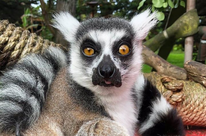 Maki, stolen from the San Francisco Zoo, is safe in the nearby city of Lemur
