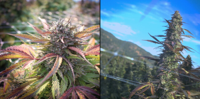 Christina Lake doubles crop of marijuana pots - BC News