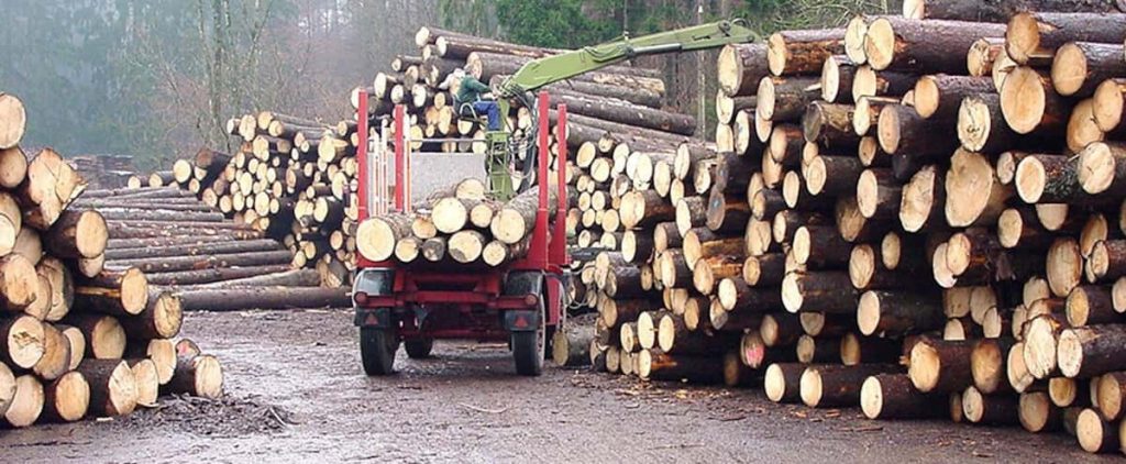 In Quebec, almost twice as many trees are cut down in 60 years