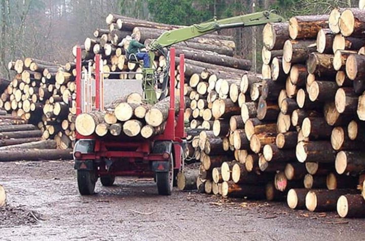 In Quebec, almost twice as many trees are cut down in 60 years