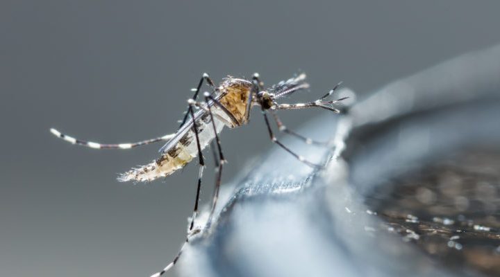 Dengue : 28 cas de dengue signalés en une semaine