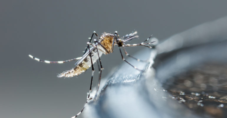 Dengue : 28 cas de dengue signalés en une semaine