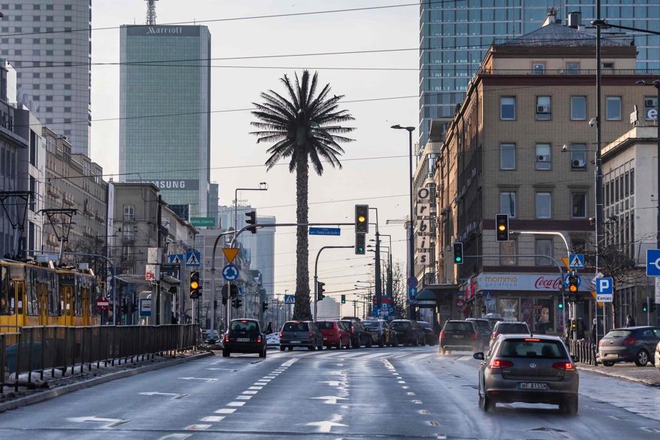 The tallest, lone palm tree in Warsaw comes of age