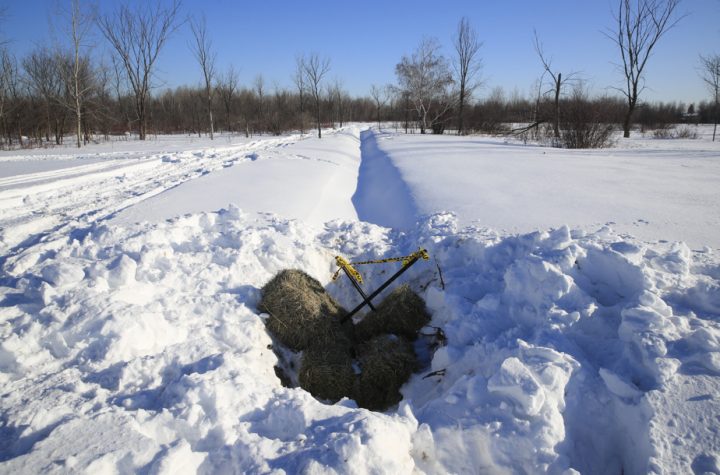 Wetlands and chorus frog |  Six bales of hay to save an endangered species