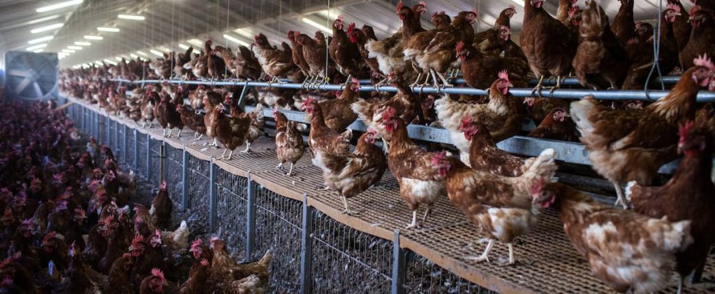 H5N8 avian influenza: first case transmitted to humans