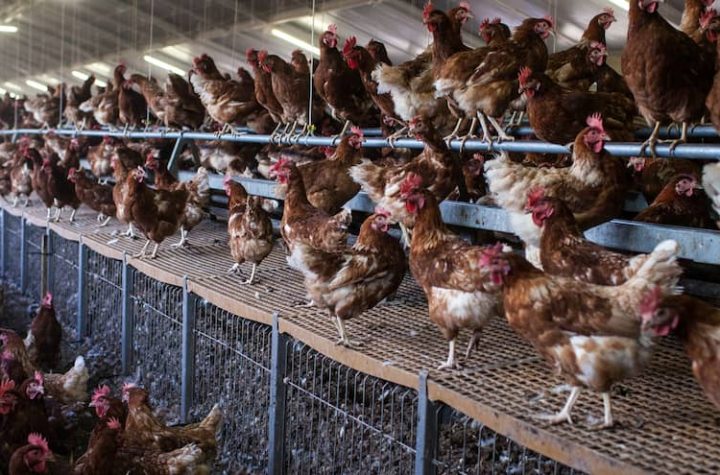 H5N8 avian influenza: first case transmitted to humans