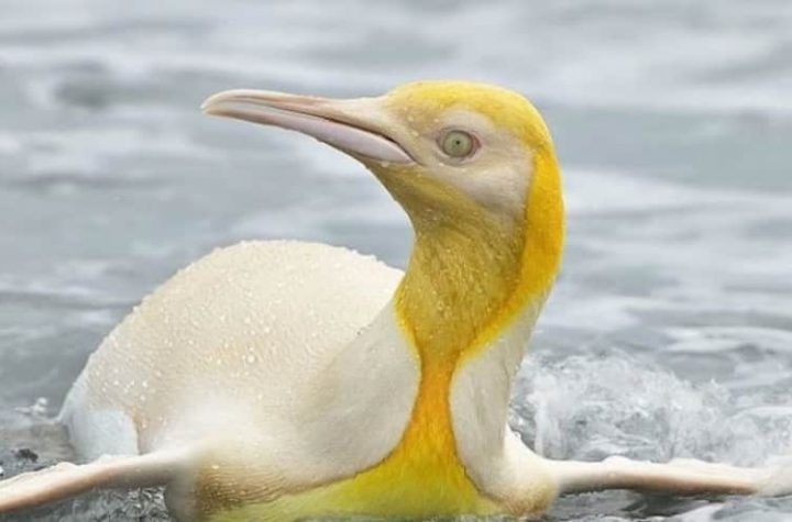 Rare yellow penguin photo taken