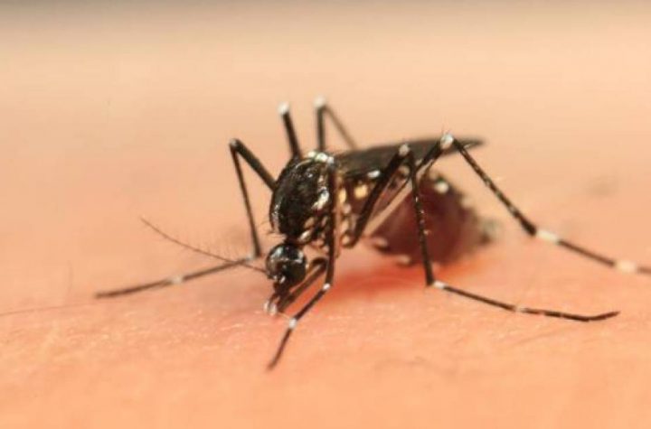 [Société] Dengue fever: The onset of relapse
