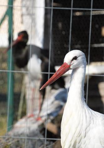 A new case of avian flu has been discovered in Amagne
