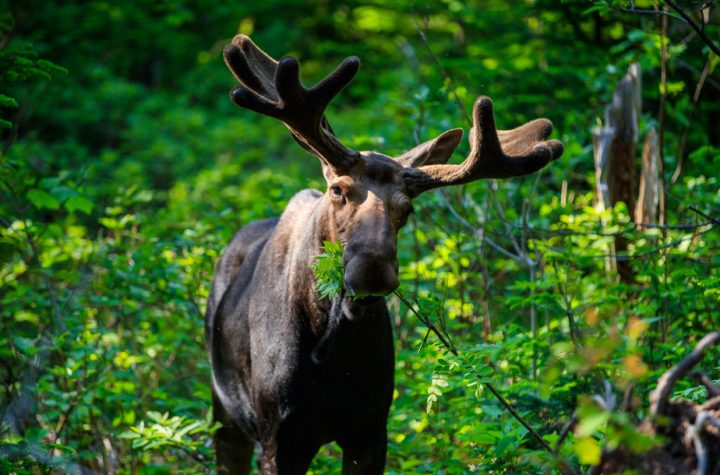 Gaspe |  A hunting network of over 100 people