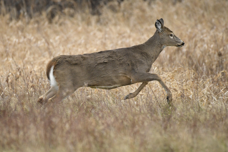 Scientists recommend killing 40 deer in East Montreal