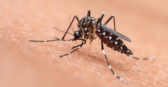 758 cas de dengue confirmés dans l’île, l’épidémie s’accélère