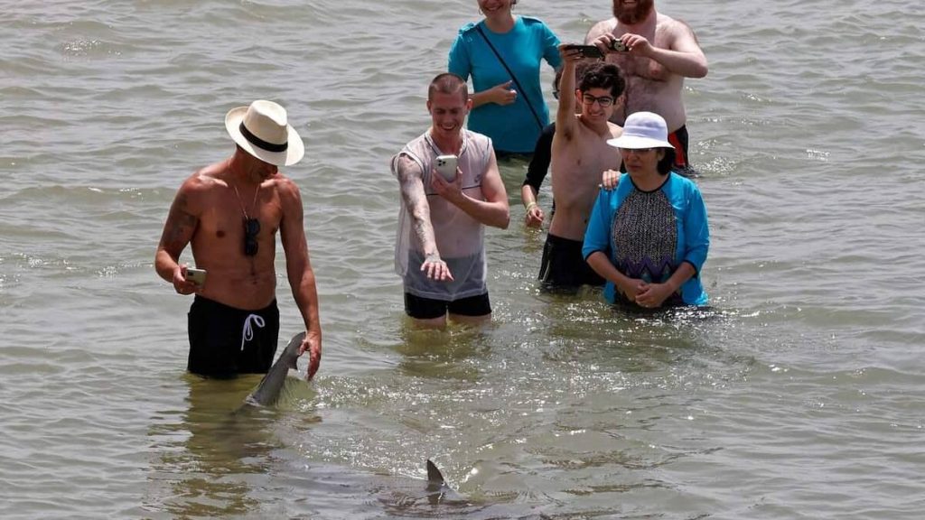 In Israel, sharks come ashore ... to the delight of swimmers