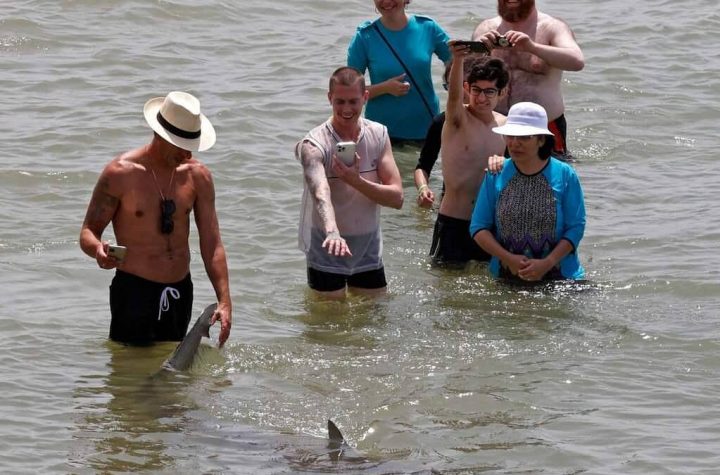 In Israel, sharks come ashore ... to the delight of swimmers