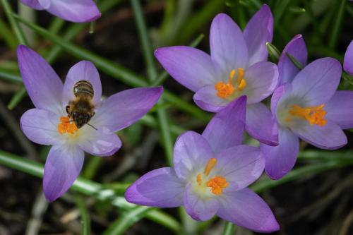 Bees are trained to detect Kovid-19 using their odor