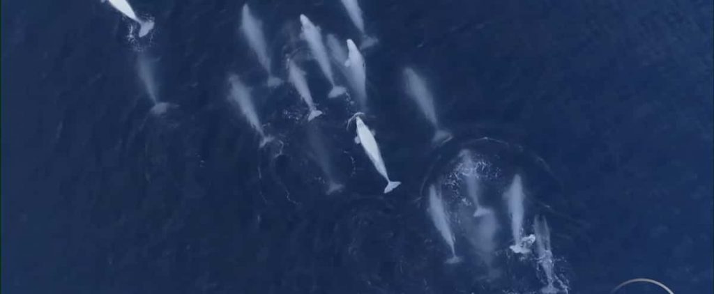 Disney documentary about Norwalk, adopted by the Belugas in St. Lawrence