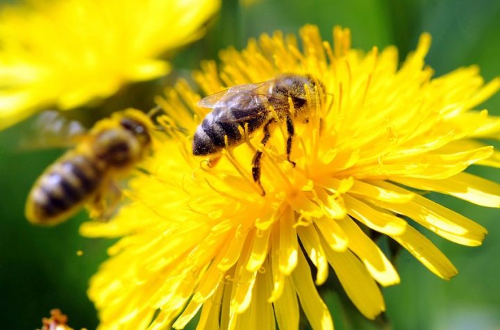 Scientists train bees to detect coronavirus infection