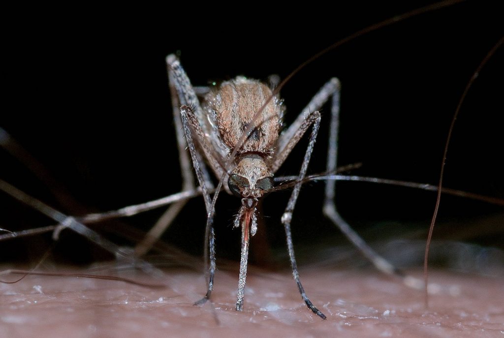 Bacterial mosquitoes reduce the incidence of dengue fever