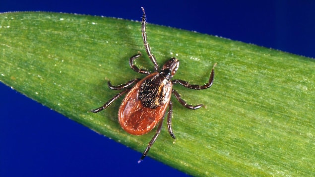 Lyme disease: Ticks are active quickly and then