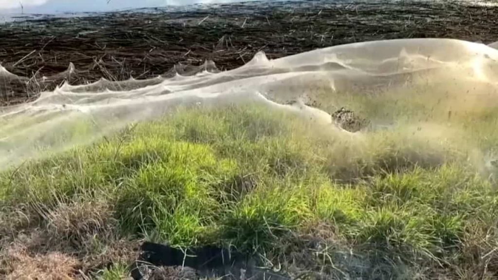 Australia area covered in spider webs