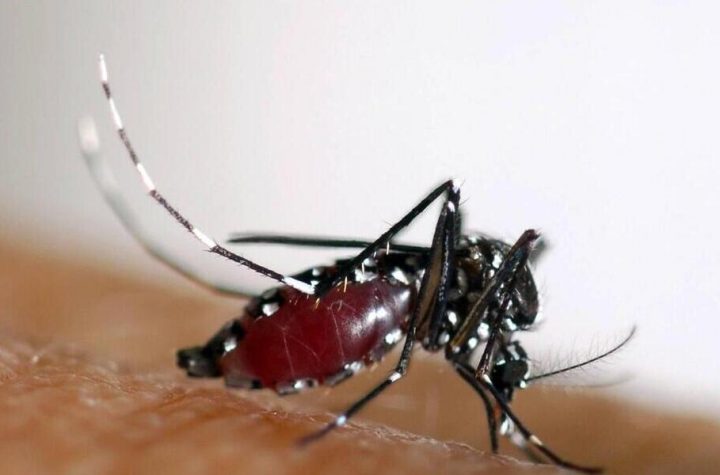 Nearly 2,000 dengue fevers a week in Reunion: Hospitals asking for help