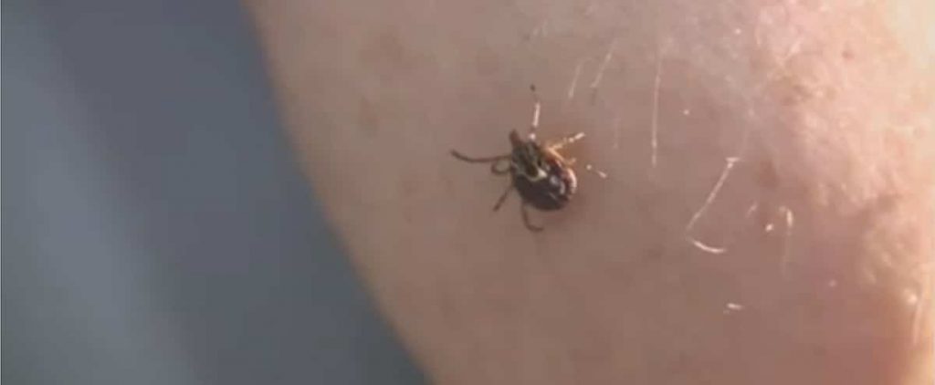 Ticks: Small, but dangerous