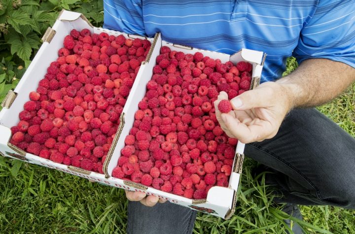 Ottawa considered allowing more pesticides on the berries