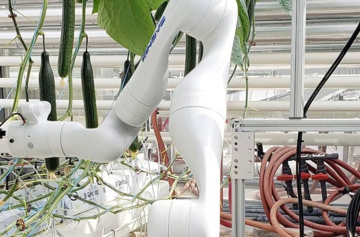 Robots will soon be able to grow greenhouse vegetables