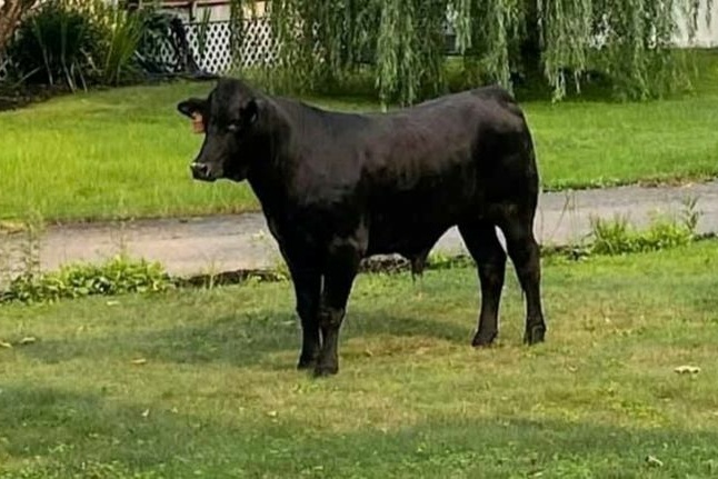 The Barney bull that fled in front of the slaughterhouse is still on the run